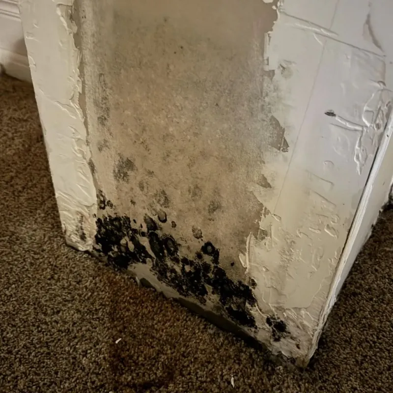 Professional Mold Removal in Chatham, VA